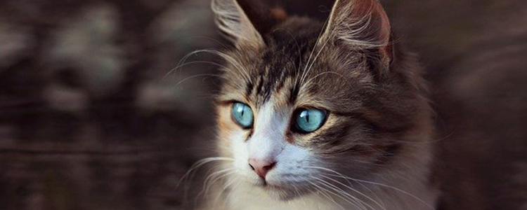 猫的视力是什么样的